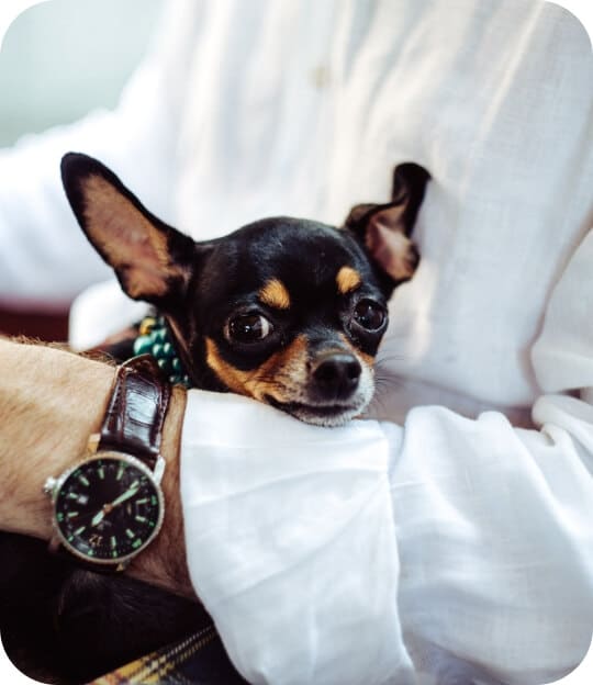 dog, donations page